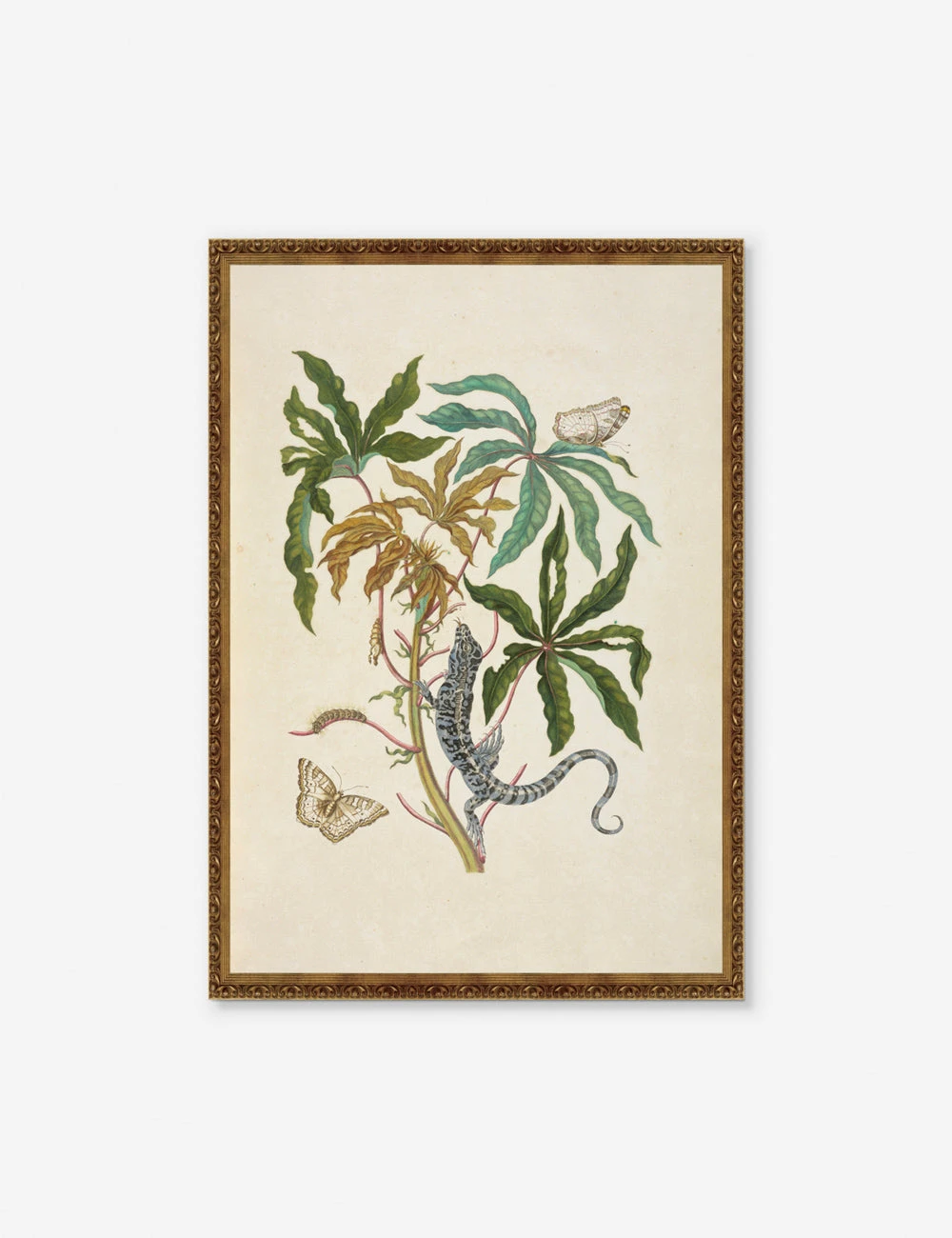 Cassava With White Peacock Butterfly And Young Golden Tegu Wall Art By Maria Sibylla Meria 3 Cassava With White Peacock Butterfly And Young Golden Tegu Wall Art By Maria Sibylla Meria