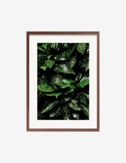 Still Life 7 Photography Print By Ashley Johnson -Default Template 5 JohnsonStillLifePack7 7walnutframe