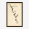 Herbarium F Wall Art -Default Template 5 LULU 23 0066F