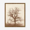 Oak Tree Print By William Henry Fox Talbot -Default Template 5 OakTreeBronzeGoldFrame