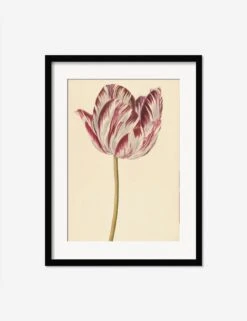 Red And White Tulip Print -Default Template 5 RedandWhiteTulipBlackMatted