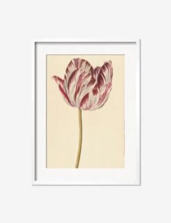 Red And White Tulip Print -Default Template 5 RedandWhiteTulipWhiteMatted