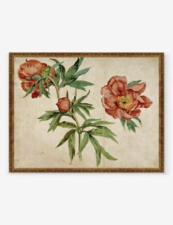 Studies Of Peonies Wall Art By Martin Schongauer